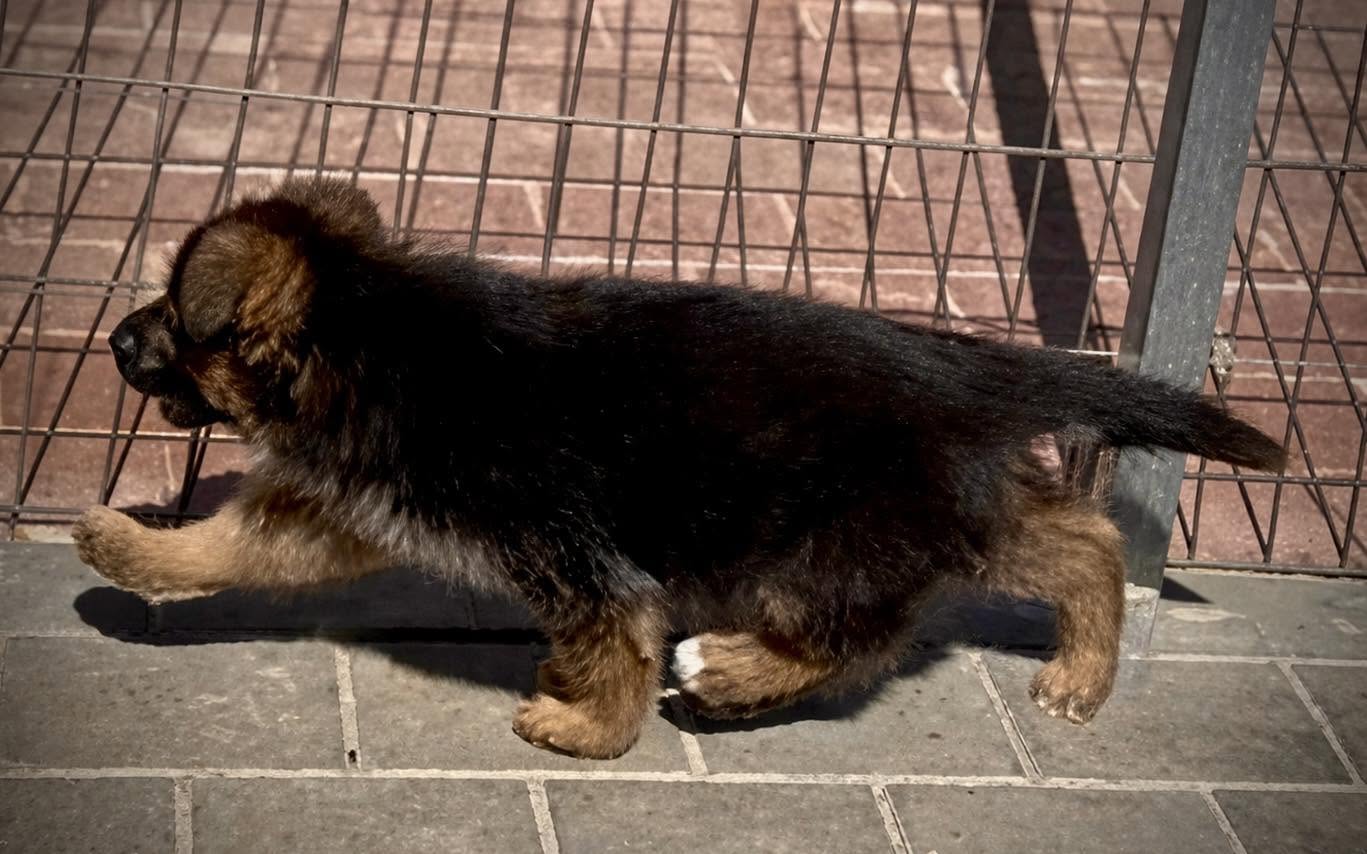 Cachorro Pastor Alemán vom Myrtea caminando, 8 semanas, Murcia